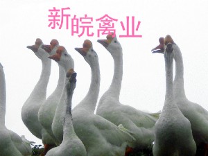 优质种鹅