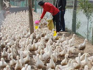 徐州鸿达鹅业养殖合作社