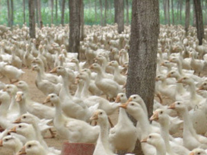 砀山达邦鹅业有限公司